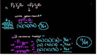 Mendelian probabilities  epistasis and trihybrid cross [upl. by Terrene]