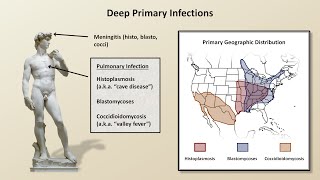 An Overview of Fungal Infections Fungal Infections  Lesson 2 [upl. by Veneaux]