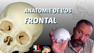 Anatomie de los frontal [upl. by Ahl]