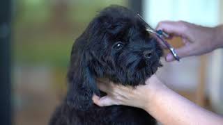 Cockapoo Puppy First Groom and Ducklings [upl. by Ponton]