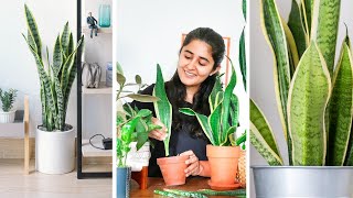 How to grow Snake plant faster Propagate and Care Indoors [upl. by Eusoj]