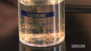 How to Care for Daphnia [upl. by Louise44]