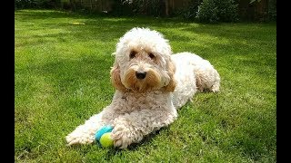 Dexter the Cockapoo  One Year On [upl. by Zitella]