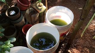 How to grow Green Water Algae [upl. by Aihsemot]