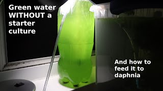 Green Water WITHOUT a Starter Culture  From Scratch  How To [upl. by Gloriane]