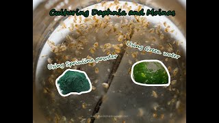 How To Culture Daphnia and Moinas using Green Water Spirulina powder [upl. by Rosamond]