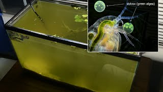 Raising Daphnia for the Freshwater Aquarium [upl. by Phipps]