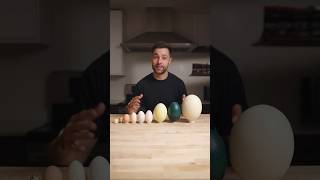 I Cooked the World’s CRAZIEST Eggs [upl. by Paapanen]