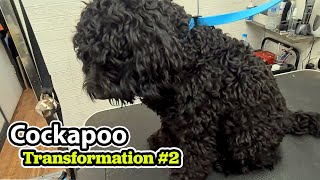 Cockapoo GROOMING Transformation 2 [upl. by Ahsikam]