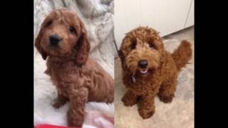 FUDGE the Cockapoo BIRTH to ONE YEAR [upl. by Eeb]