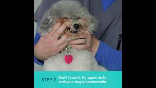 How to Brush Your Dogs Teeth  Small Dog Demo [upl. by Ytirahs745]