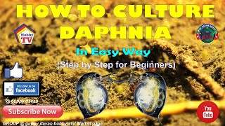 HOW TO CULTURE DAPHNIA In Easy Way [upl. by Cort384]