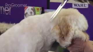 Grooming Guide  Cockapoo Pro Groomer [upl. by Decrem]